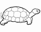 Turtle Coloring Animal Pages Printable sketch template