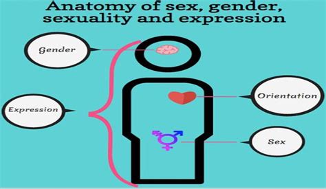 anatomy of transgender anatomy drawing diagram