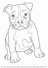 Pitbull Puppy Draw Drawing Bull Pit American Staffordshire Dog Step Terrier Drawings Animals Simple Face Drawingtutorials101 Tutorial Sketches Silhouette Choose sketch template