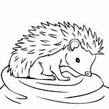 Hedgehogs Bulkcolor Feeling Thirsty Getdrawings sketch template