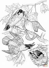Coloring Wood Ducks Pages Printable Drawing Book Birds Slideshow Clipart Supercoloring Categories Audubon sketch template