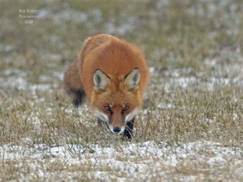 Red Fox In The Snow Sneaking Up On His Prey Foxes Of
