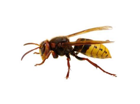 hornets facts identification threats nj pest control
