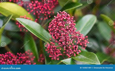 pink  shaped flowers stock image image  pink