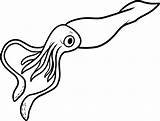 Calamaro Disegni Colorare Molluschi Animali sketch template