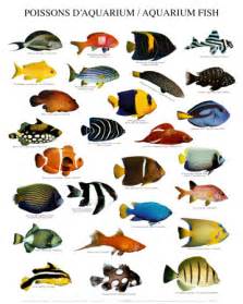 fish breeds for your aquarium adds color and beauty to your fish 