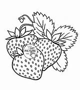 Strawberry Strawberries Coloringhome Wuppsy Viatico sketch template