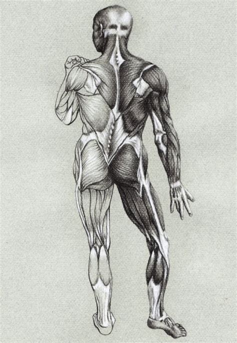 study  anatomy drawings  tutuorial  veri apriyatno
