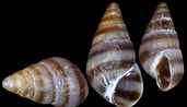 Afbeeldingsresultaten voor "cingula Trifasciata". Grootte: 171 x 98. Bron: www.idscaro.net