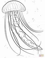 Jellyfish Coloring Jelly Pages Fish Printable Sea Animals Ocean Drawing Kids Supercoloring Color Colouring Animal Clip Drawings Clipart Library Choose sketch template