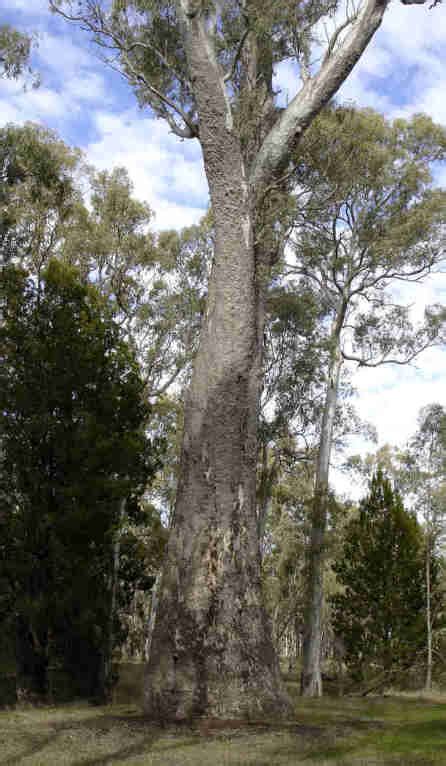 famous south australian trees