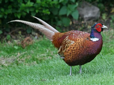 common pheasant beauty  bird