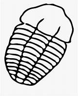 Trilobite Fossil Draw Fossils Cliparts Pinclipart Clipartkey Clipartmag Paintingvalley sketch template