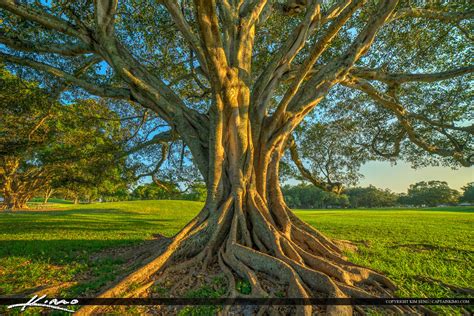 topeekeegee yugnee park hollywood florida banyan tree large root