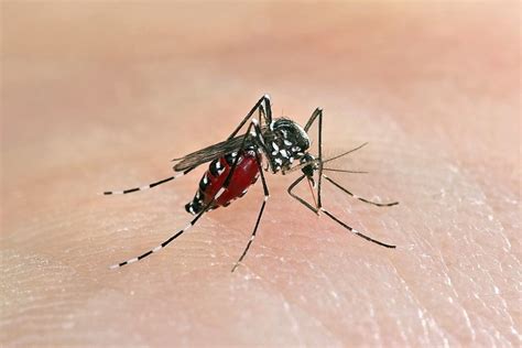 chinese scientists new technique to wipe out mosquito populations may provide vital new weapon