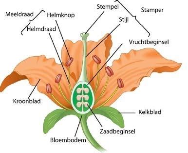 bloemen wikiwijs maken