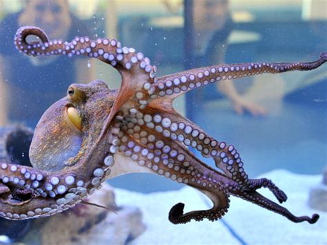 octopus learned    camera faster   humans