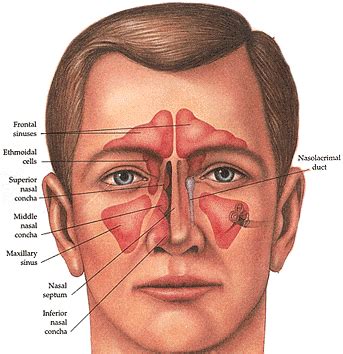sinus anatomy sinushealth