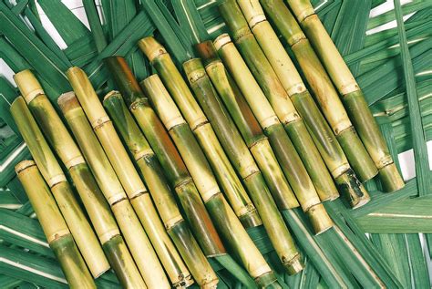 medicinal benefits  juicy stick sugar cane