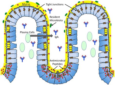 frontiers mucosal inflammatory response  salmonella typhimurium