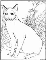 Kleurplaat Kleurplaten Katten Cats Poezen Gato Colorear Chats Gatti Coloriages Iluminar Siamese Chatte Colouring Gatitos Majestueuse Disegno Gifgratis Downloaden Uitprinten sketch template