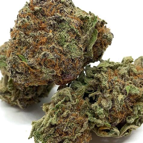 purple og kush marijuana strain   canada