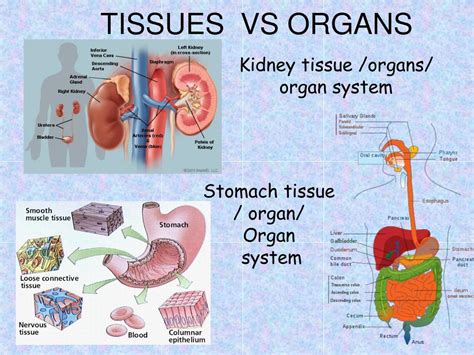 Tissues Which Fill The Gap Between Organs Intelliryte