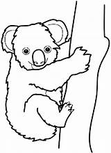 Koala Coloring Bear Drawing Clipart Pages Australian Line Australia Outline Color Koalas Clip Cliparts Printable Bears Kola Clipartbest Care Clipartmag sketch template