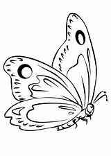 Farfalle Schmetterling Gratis Stampare Facili Seiten Malbuch Semplici Vestiti Butterflies Migliaia sketch template