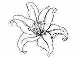 Coloring Pages Lily Calla Getcolorings sketch template