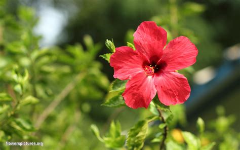 hibiscus rosa sinensis chinese hibiscus