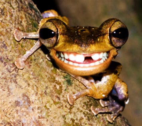 funny frog  bruno sousa  deviantart
