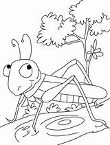 Grasshopper Gafanhoto Desenho Colorear Gafanhotos Colouring Insect Insects Preschoolcrafts Konikiem Obrazek Pintarcolorir Kolorowanka sketch template