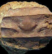 Afbeeldingsresultaten voor Rétroplumoidea. Grootte: 177 x 185. Bron: www.mbfossilcrabs.com