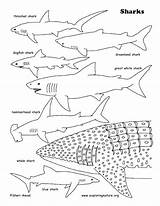 Shark Coloring Sharks Pages Whale Printable Great Tiger Basking Colouring Print Lavagirl Color Sharkboy Jose San Getcolorings Getdrawings Printing Colorings sketch template