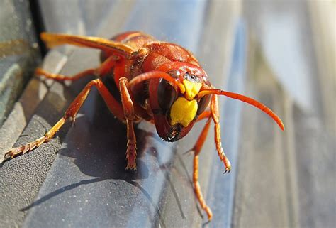 What You Need To Know About The Asian Giant Hornet Orkin Canada