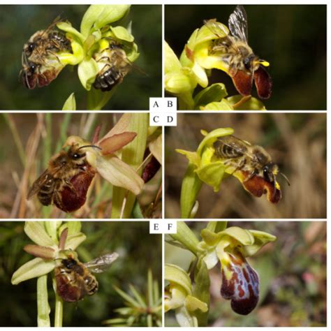 Orchids And Their Pollinators In The Hybrid Zone A Ps