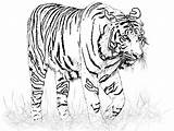 Coloring Pages Liger Getcolorings Tiger sketch template