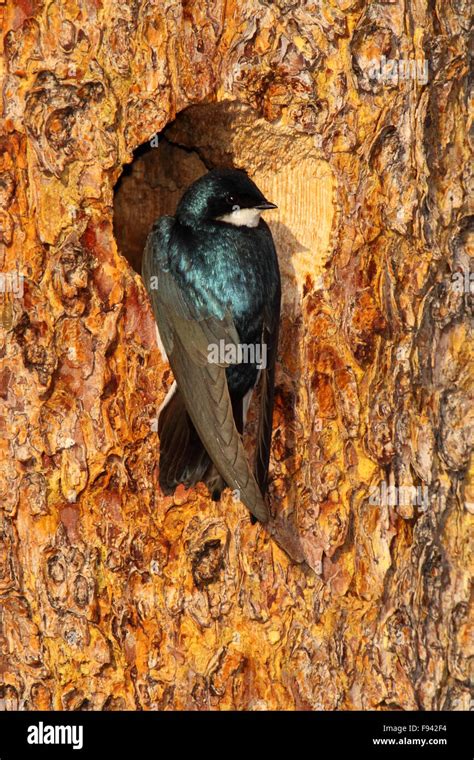 male tree swallow   nest hole stock photo alamy