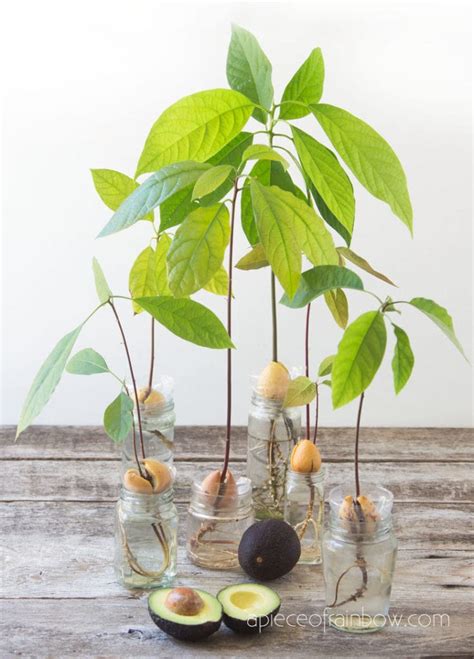 How To Start An Avocado Plant From Seed Schemeshot
