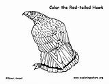 Hawk Coloring Tailed Red Pages Getcolorings sketch template