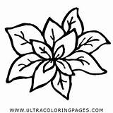 Albahaca Basilico Colorare Disegni Ultracoloringpages Coloring Noun Pluspng sketch template