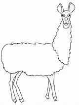 Llama Alpaca Drawing Clipart Coloring Outline Pages Printable Cliparts Getdrawings Getcolorings Wikiclipart Library Clipground Sketch sketch template