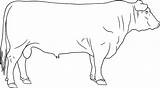 Angus Cattle Brangus Breed Lowline sketch template