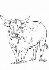 Bull Bulls Rodeo sketch template