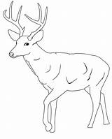 Deer Coloring Template Pages Tailed Printable Baby Cute Buck Whitetail Antlers Clipart Kids Drawing Animal Print Color Templates Antler Mule sketch template