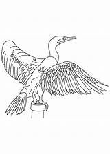Cormorant Crested Bestcoloringpages sketch template