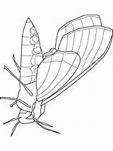 Moth Mite Colouring Schmetterlinge Insectes Robaki Owady Kolorowanki Farfalla Tiere Animali Dzieci Dla Weevil Coloriages Malvorlage Condividi sketch template