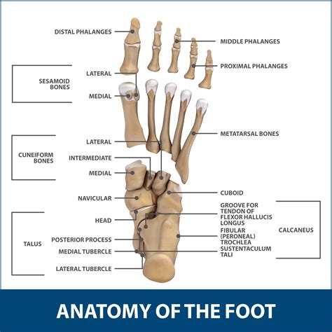 big toe joint anatomy