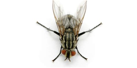 rid  cluster flies naturally